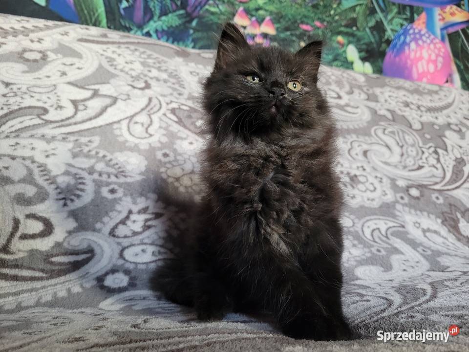 Maine Coon Polesie Mikułowskie