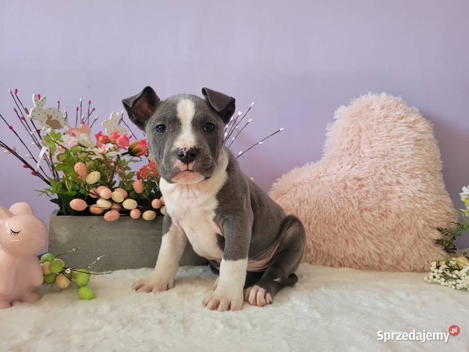 Śliczne szczeniaki amstaff Kraków