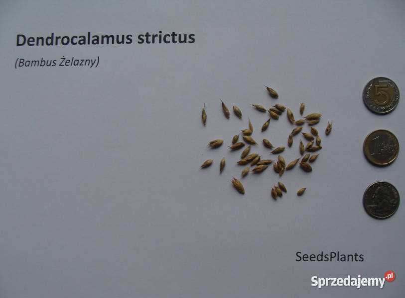 BAMBUS ŻELAZNY Dendrocalamus strictus NASIONA