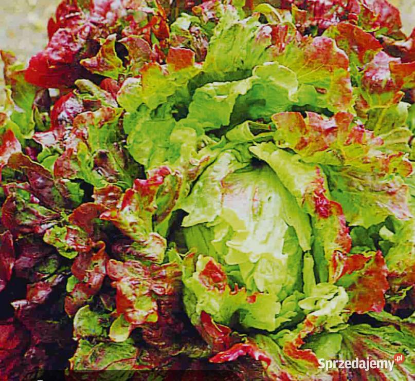 Sałaty świata Nasiona unikatowych odmian