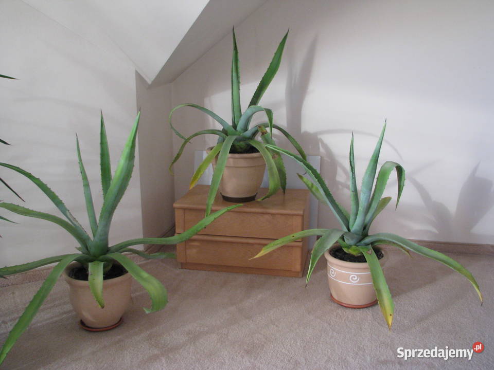 Piękna duża agawa ogrodowa 3 Brzegi