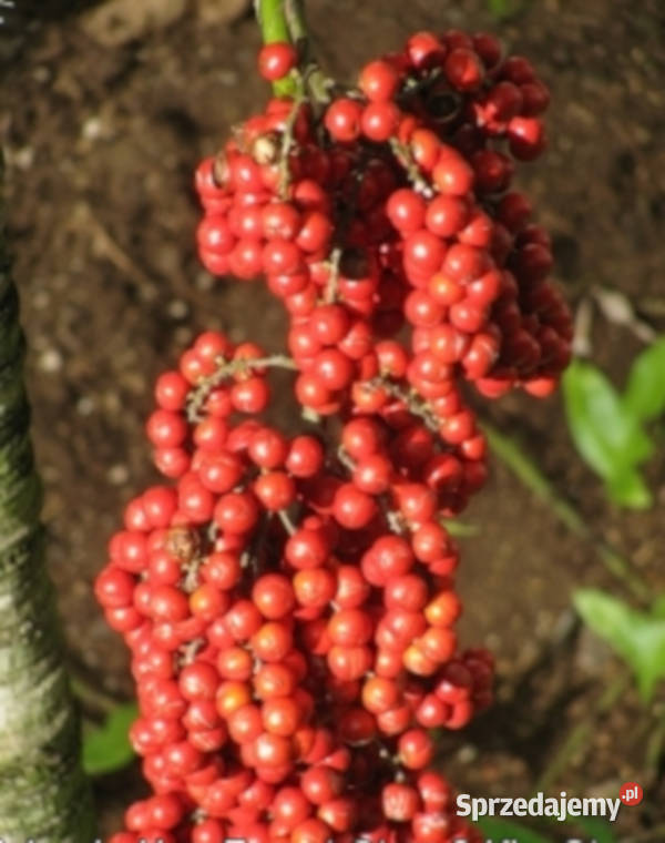 POTARGANA PALMA WACHLARZOWA Pritchardia grandis Nasiona Lubanie sprzedam