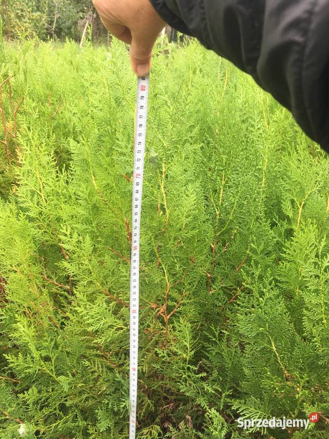 OkazjaSzmaragdy różnej wysokości 150180 200 wielkopolskie Sompolno