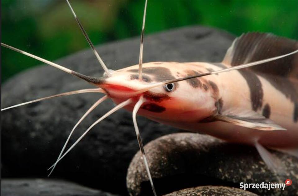 Clarias batrachus Długowąs żabi Sum batraszek Gdańsk