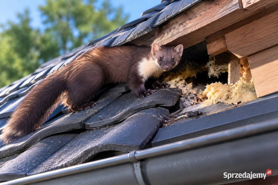 zabezpieczenia domu przed kunami pastuch na Pozostałe usługi Wrocław
