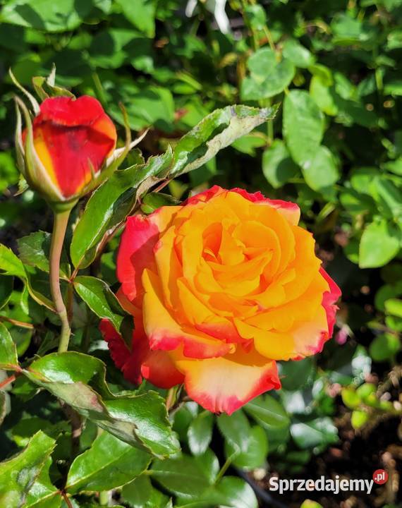 krzewy róż Kraków