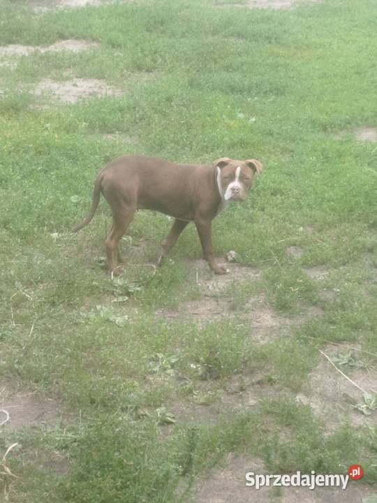 Szczeniak amstaff Wyk