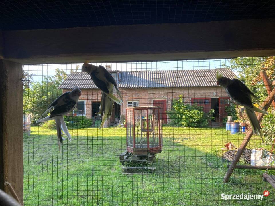 Papugi Nimfy Ptaki Piaseczno sprzedam