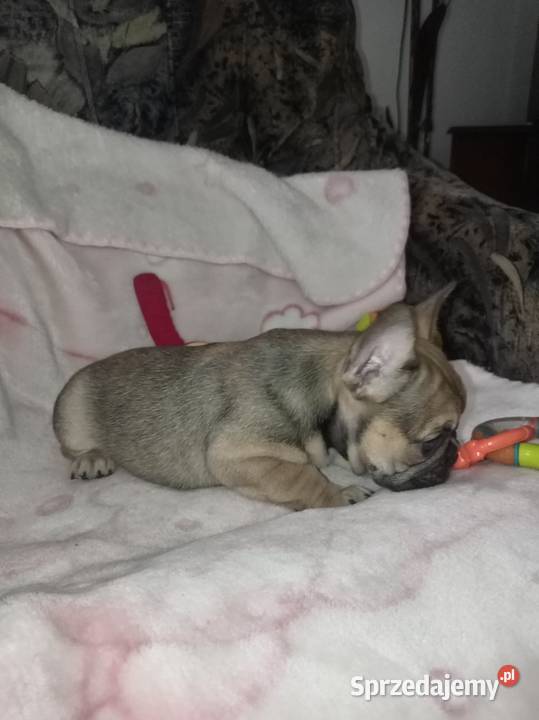 Buldog francuski szczenię Legionowo