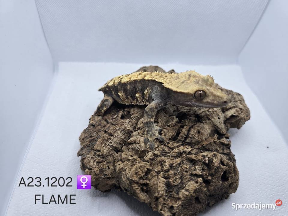 Gekony orzęsione Zawiercie