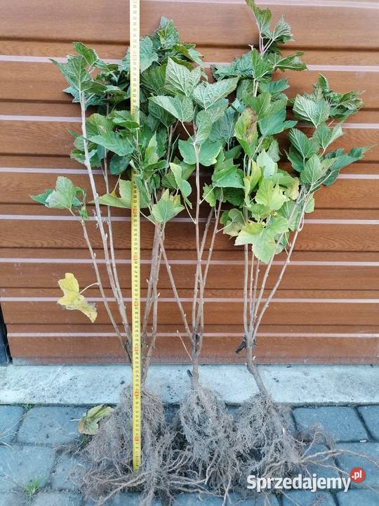 Sprzedam sadzonki porzeczki czarnej Bochotnica