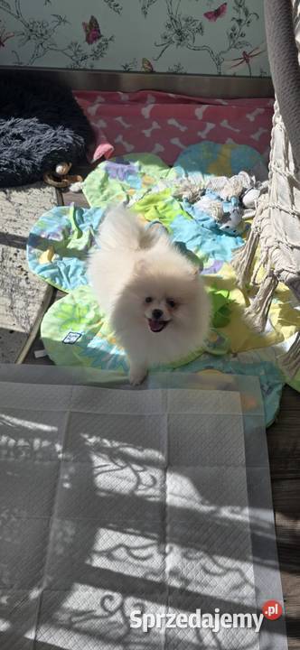 Szpic miniaturowy Szczeniaczek Suczka Szpic miniaturowy Łódź