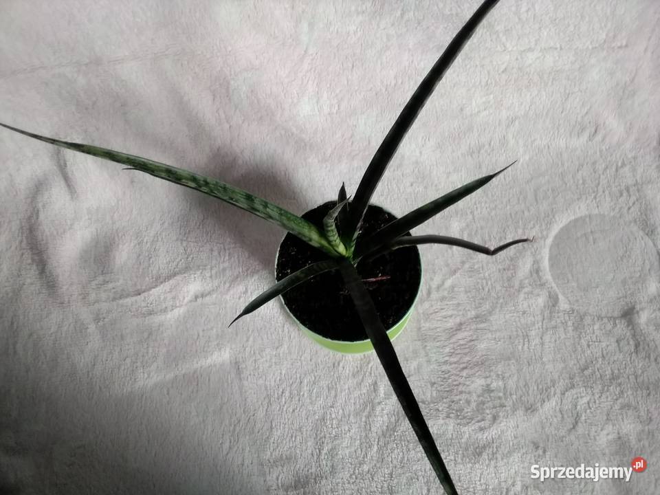 sansevieria roślina doniczkowa łódzkie Łódź