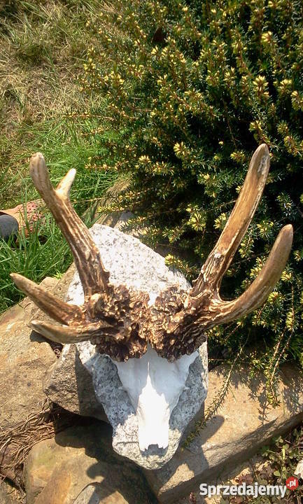 Kopie parostków FOLDEAK CIC 2078 Orzesze