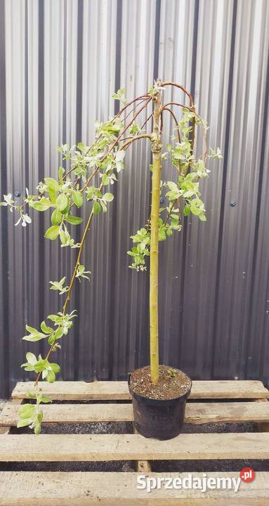 Wierzba płacząca Iwa Lipno sprzedam
