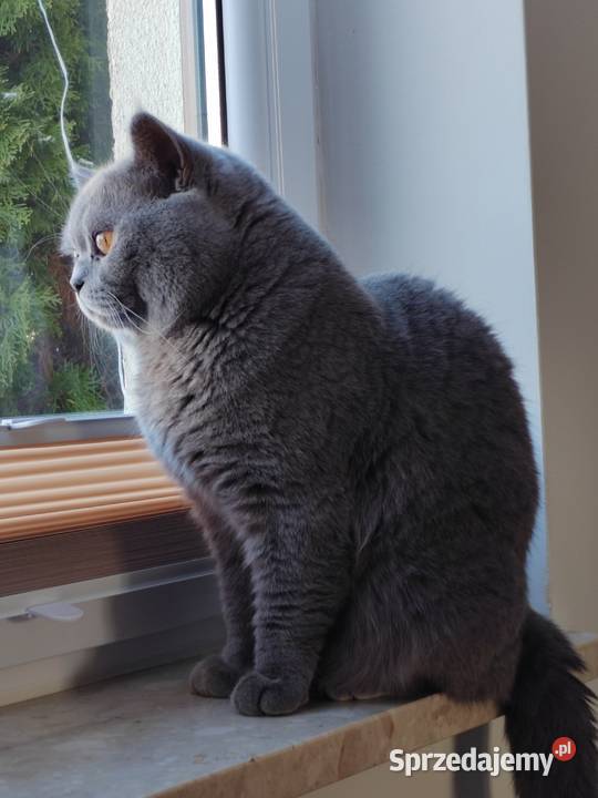 Reproduktor brytyjski krycie Pasłęk sprzedam