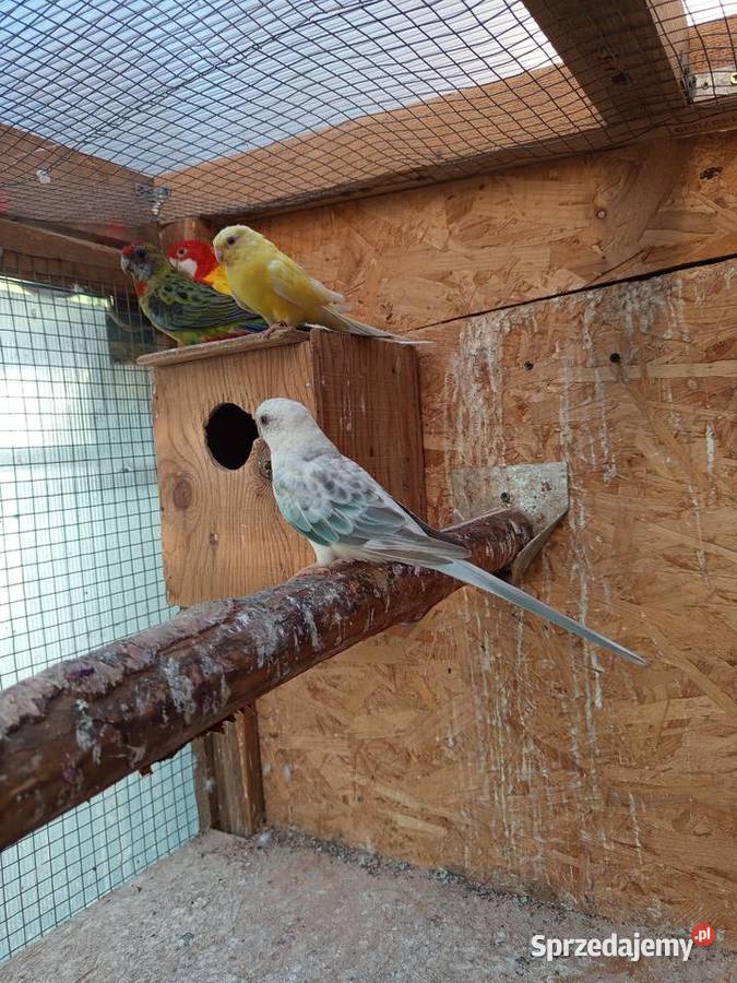 Świergotki Środa Wielkopolska sprzedam