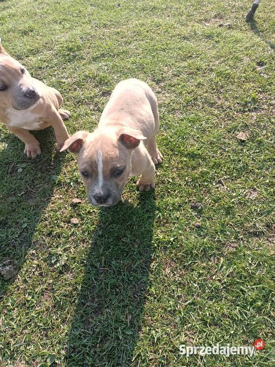 Amstaff staffordshire terrier Łęczna