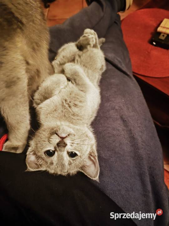 Koteczka Rosyjski Niebieski rodowód PZF WCF Piaseczno