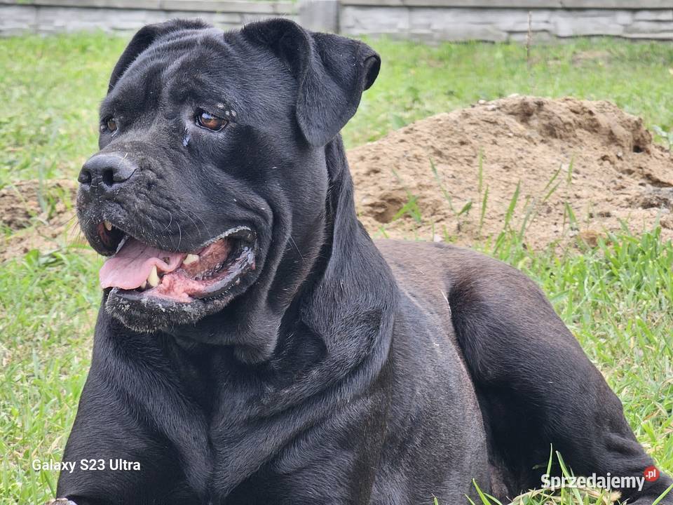 Szczenięta Cane Corso