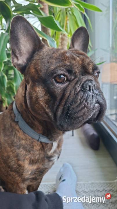 Buldog francuski łódzkie