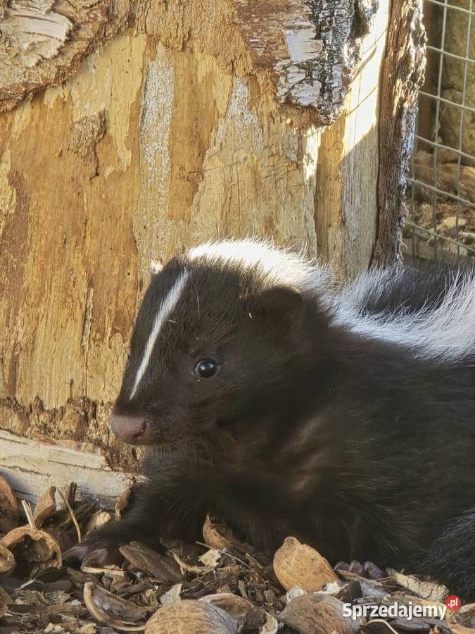 Skunks samiczka śląskie Stara Wieś sprzedam