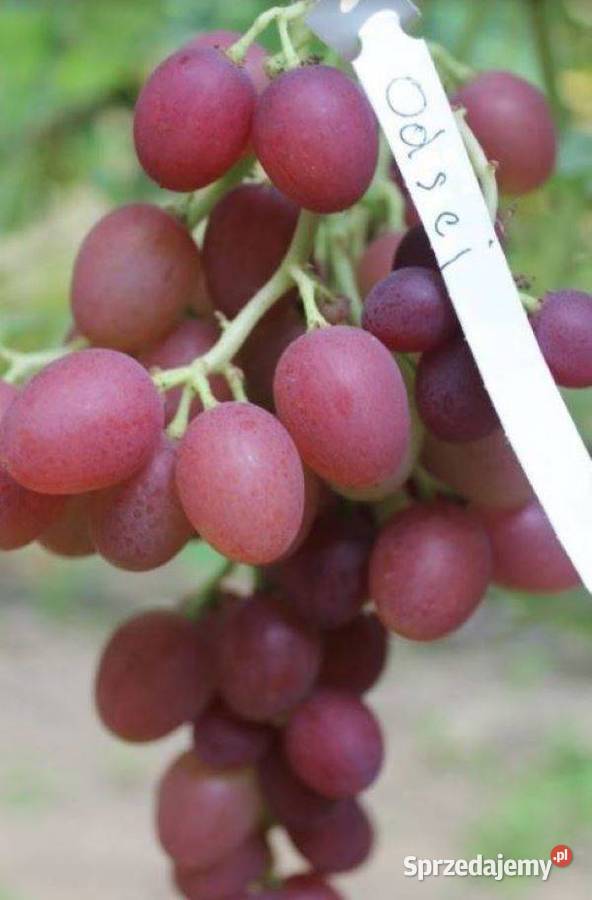 Winogrono deseroweJubilejNowoczerkasskij Łazy Brzyńskie