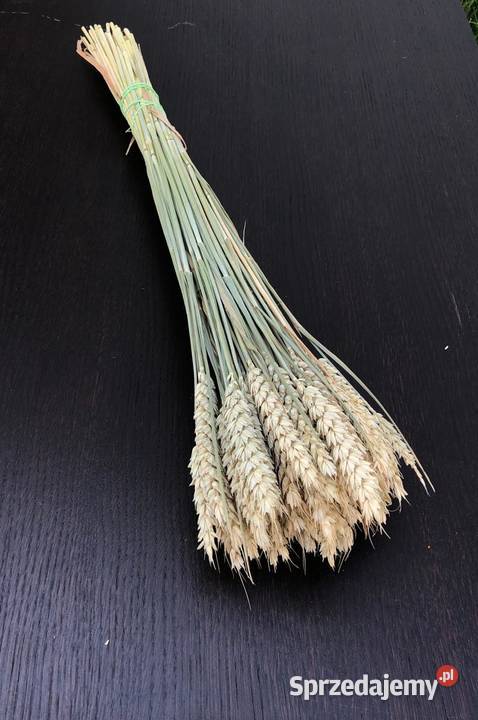 zasuszona PSZENICA pęczki pszenicy pęczki zbóż Kompozycje kwiatowe Lublin