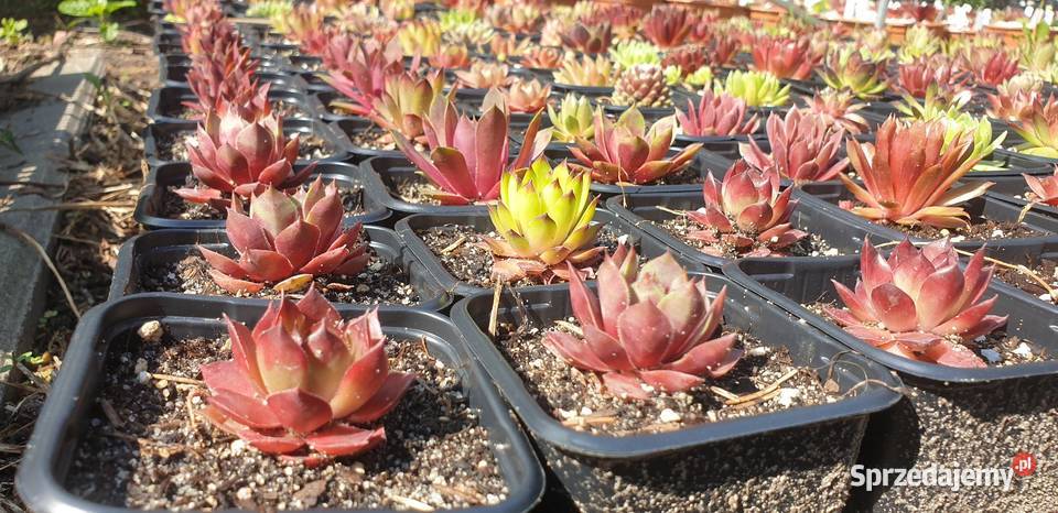 Sprzedam Rojniki łódzkie sprzedam