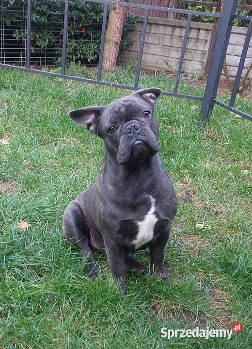 Buldog francuski BLUE pies Łódź
