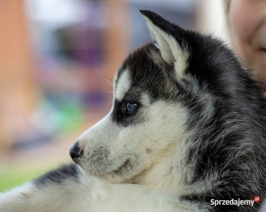 Sunia Siberian Husky szczenię rodowód Wola Zarczycka sprzedam
