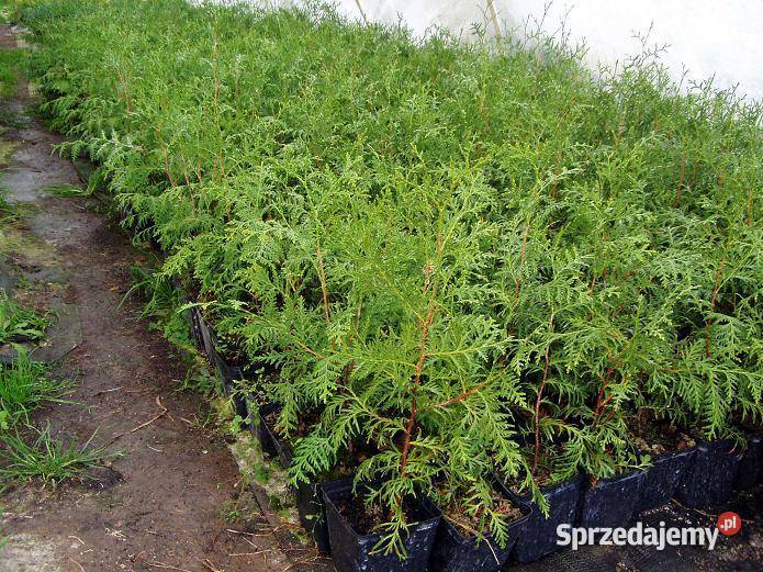 Tuja Brabant około 3040 Kraków Szmaragd Wawrzeńczyce