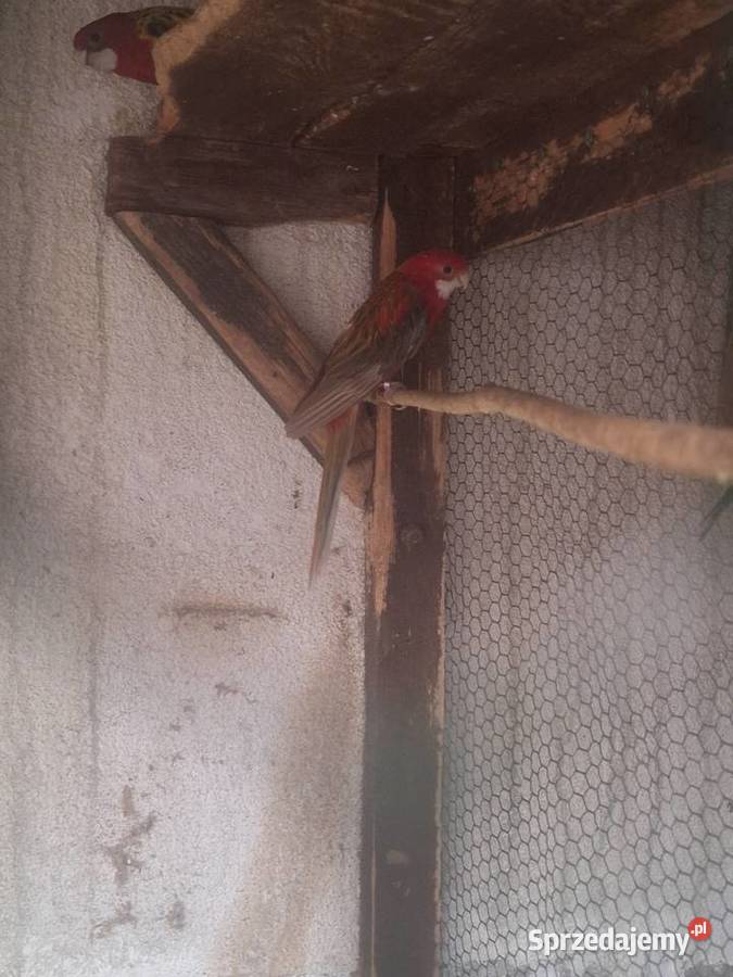 Rozelle białolice Szubin