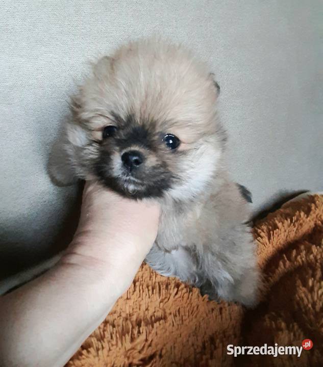Szpic miniaturowy pomeranian Pabianice