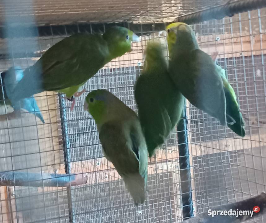 Wróbliczki zielone 2025 Ptaki małopolskie Tarnowiec