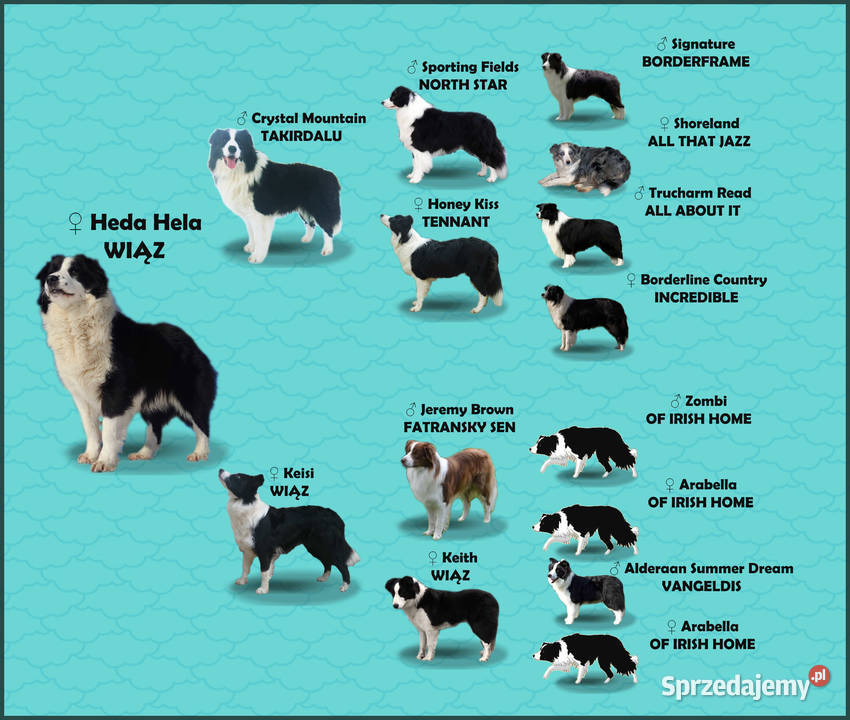 Szczenię BORDER COLLIE z Hodowli Rasowy pies z Pozostałe Kraków