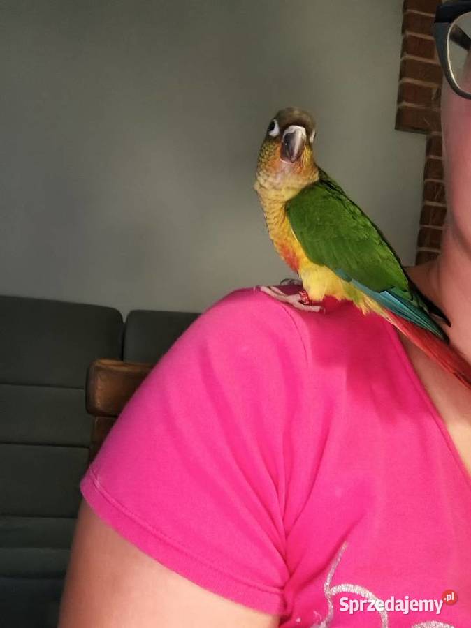 Rudosterka śląskie Skoczów sprzedam