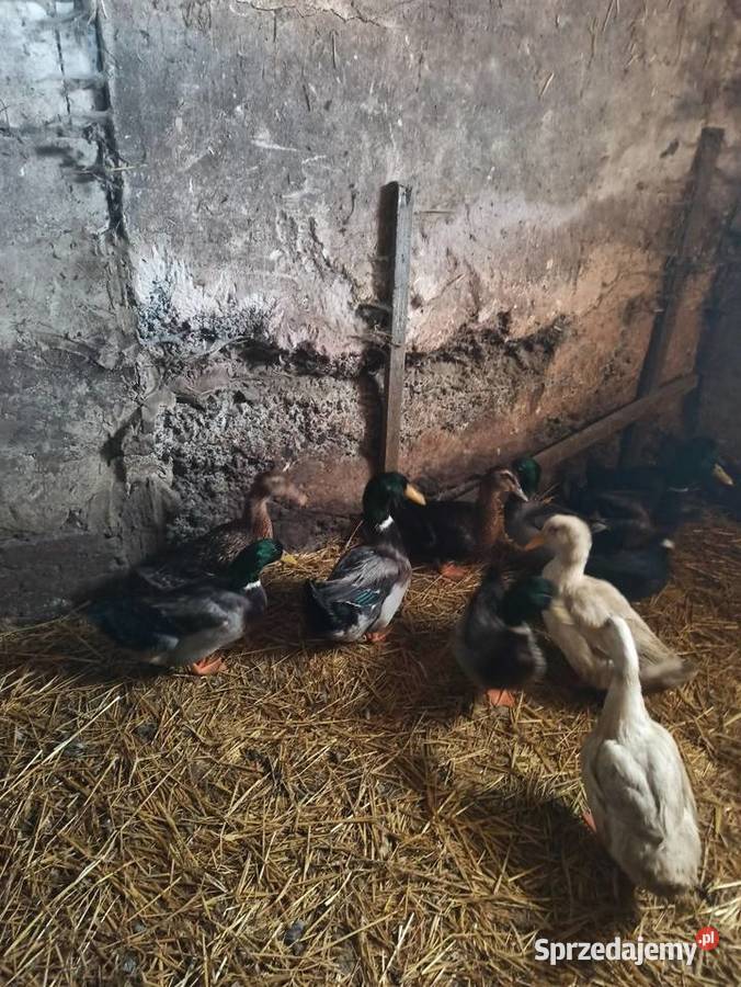 Kaczki i kaczory francuskiepiżmowe czekoladowe Krasnystaw