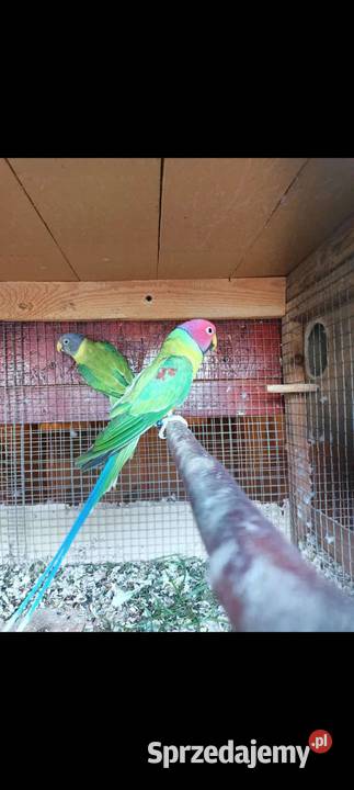 Śliwogłowe Ptaki Rybnik