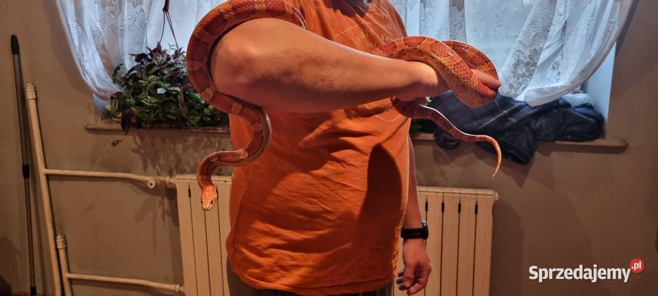 Wąż zbożowy z terrarium Bobrek