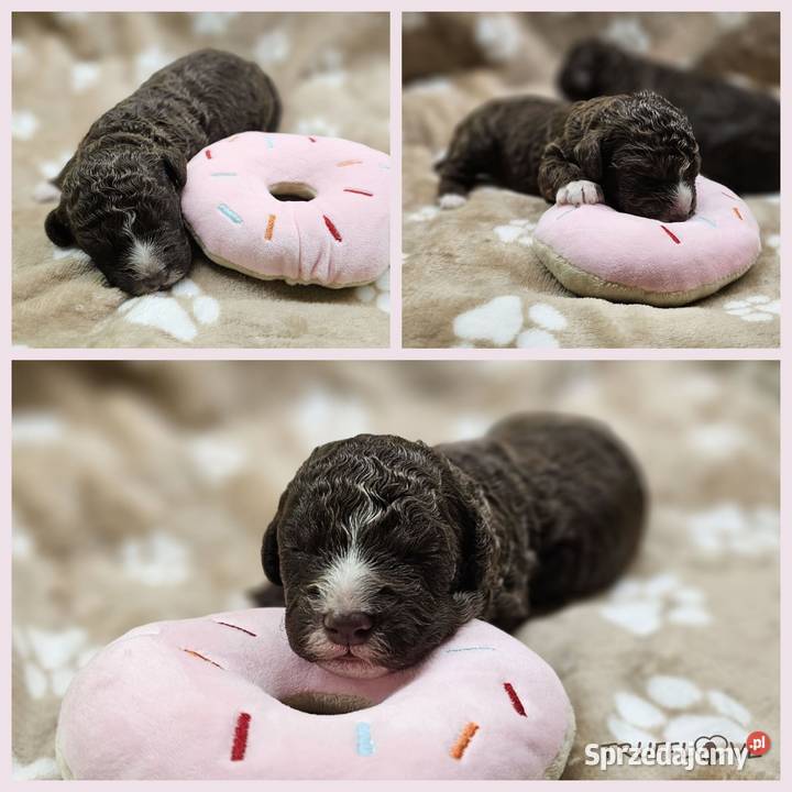 Lagotto Romagnolo ZKwPFCI samiec szczeniak Książenice
