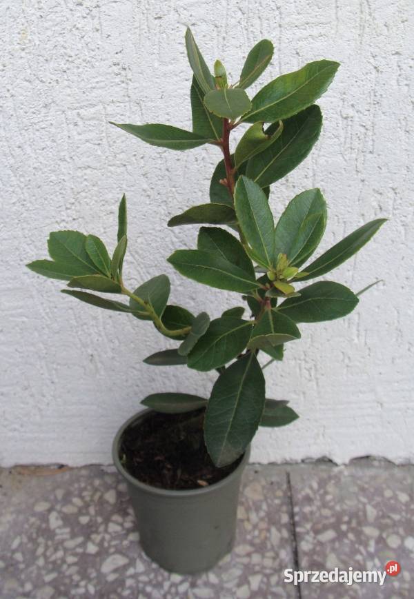 DRZEWO TRUSKAWKOWE sadzonki w doniczkach Ustronie