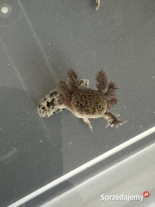 Axalotl Aksolotl Salamandra Meksykańska Płaz Kępno