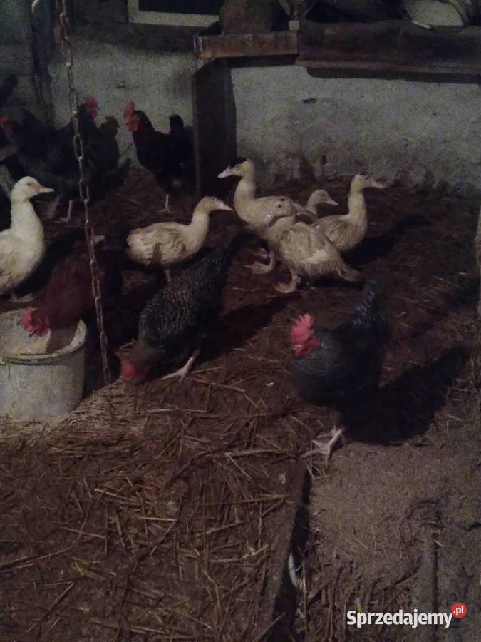 Koguty pomorskie Brzeźno Szlacheckie