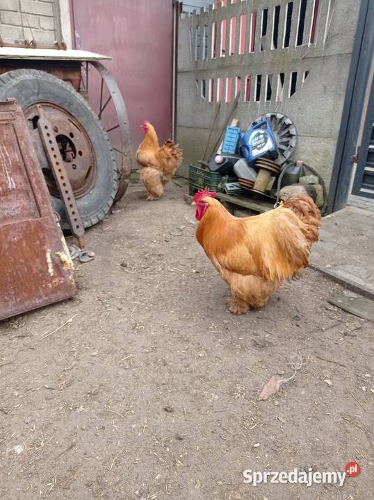 Kogut kochiny Lubojenka