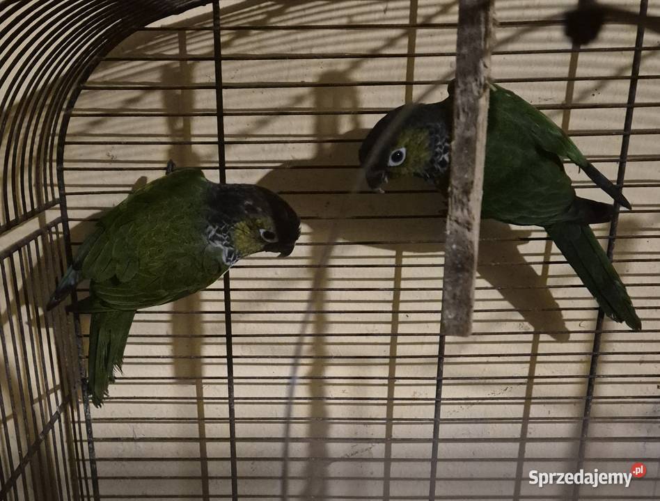 Rudosterka czarnogłowa Ptaki Radom