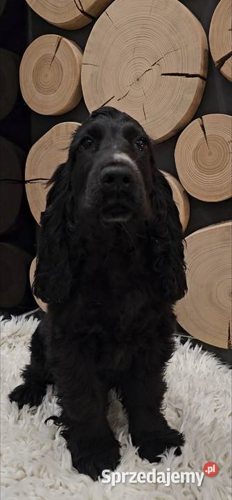 Cocker spaniel Cocker Spaniel