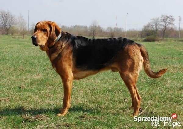 ogar polski szczenietarodowodowe Warszawa