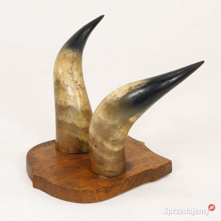 Rogi bawole mazowieckie Radom