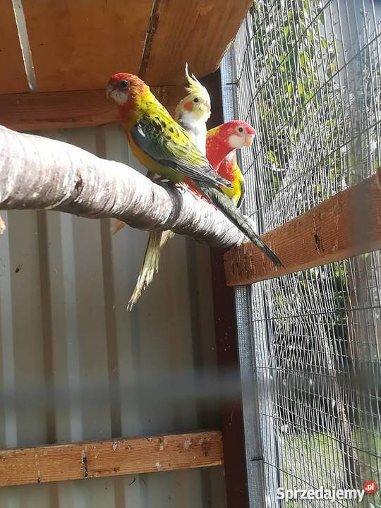 sprzedam rozelle białolice różne mutacje Wodzisław Śląski sprzedam